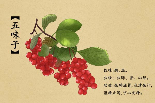 摄图网_400961627_banner_中草药五味子插画（企业商用）.jpg